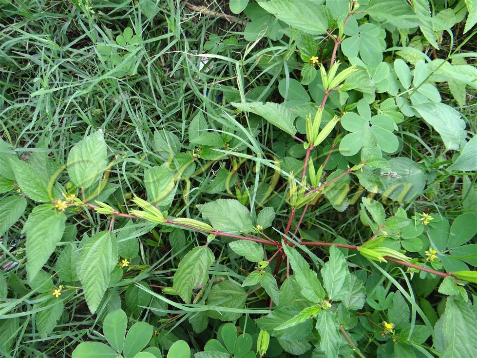  Plant